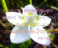 /album/%e8%8a%b1%e3%81%bf%e3%81%93%e3%81%a8%e3%81%b0/mat-6-30-jpg/